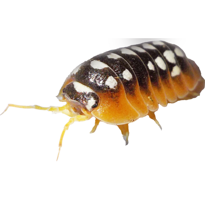 armadillidium